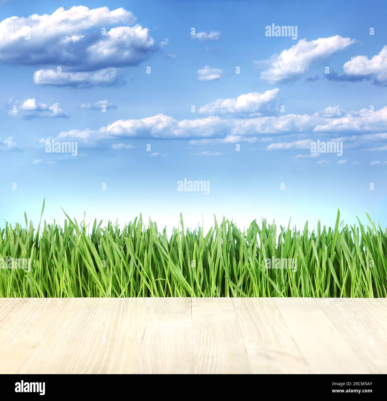 Frisches grünes Gras vor hellblauem Himmel Stockfoto