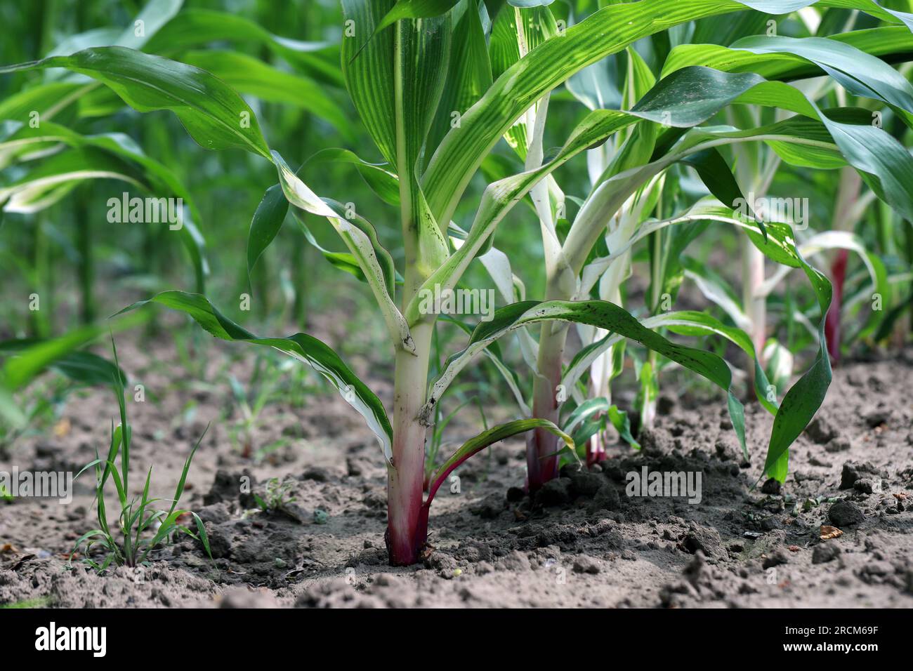 Phytotoxische Wirkung auf die Maispflanze, Verfärbung, Chlorose durch Anwendung des falschen Herbizids. Stockfoto