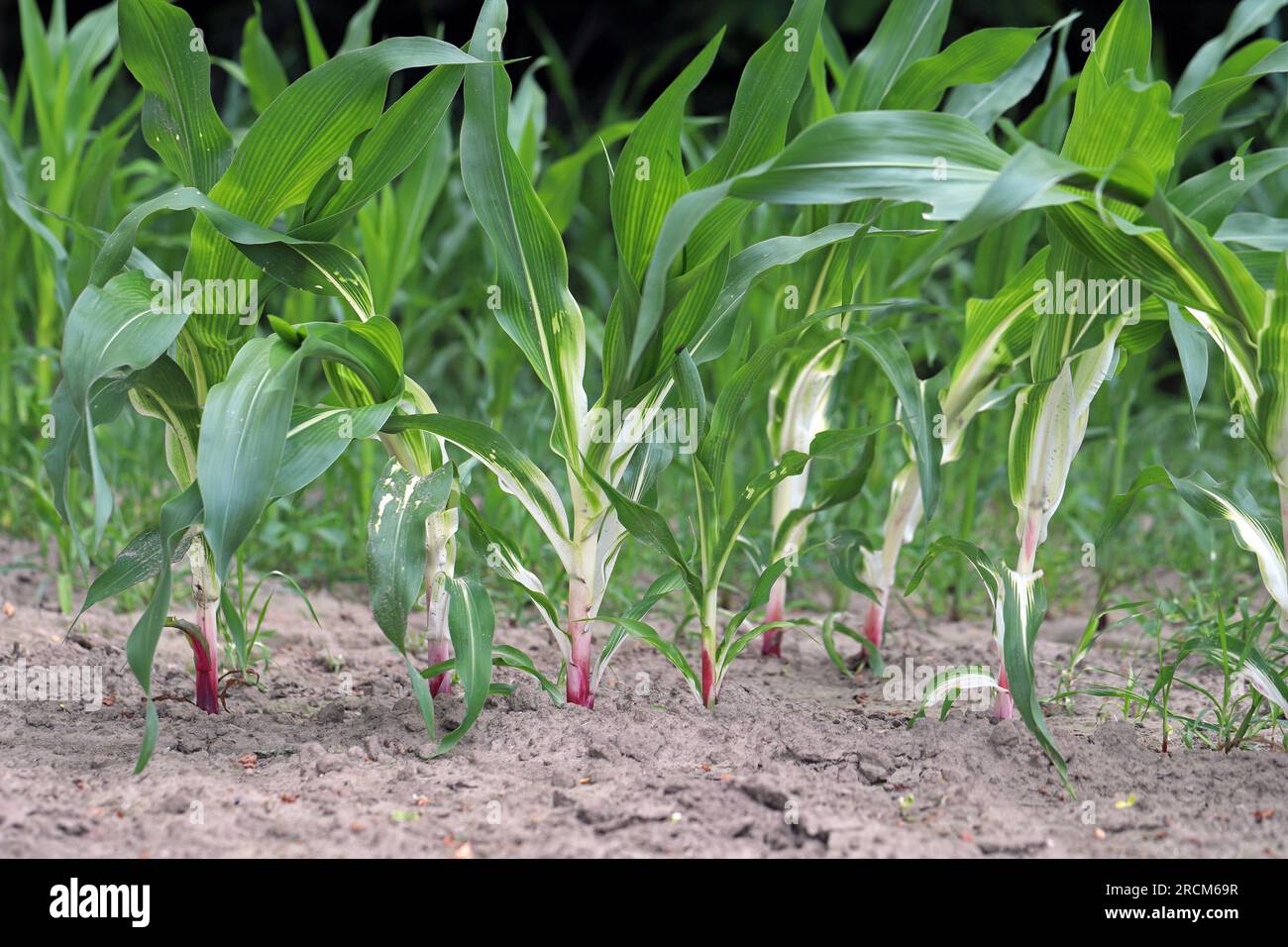 Phytotoxische Wirkung auf die Maispflanze, Verfärbung, Chlorose durch Anwendung des falschen Herbizids. Stockfoto