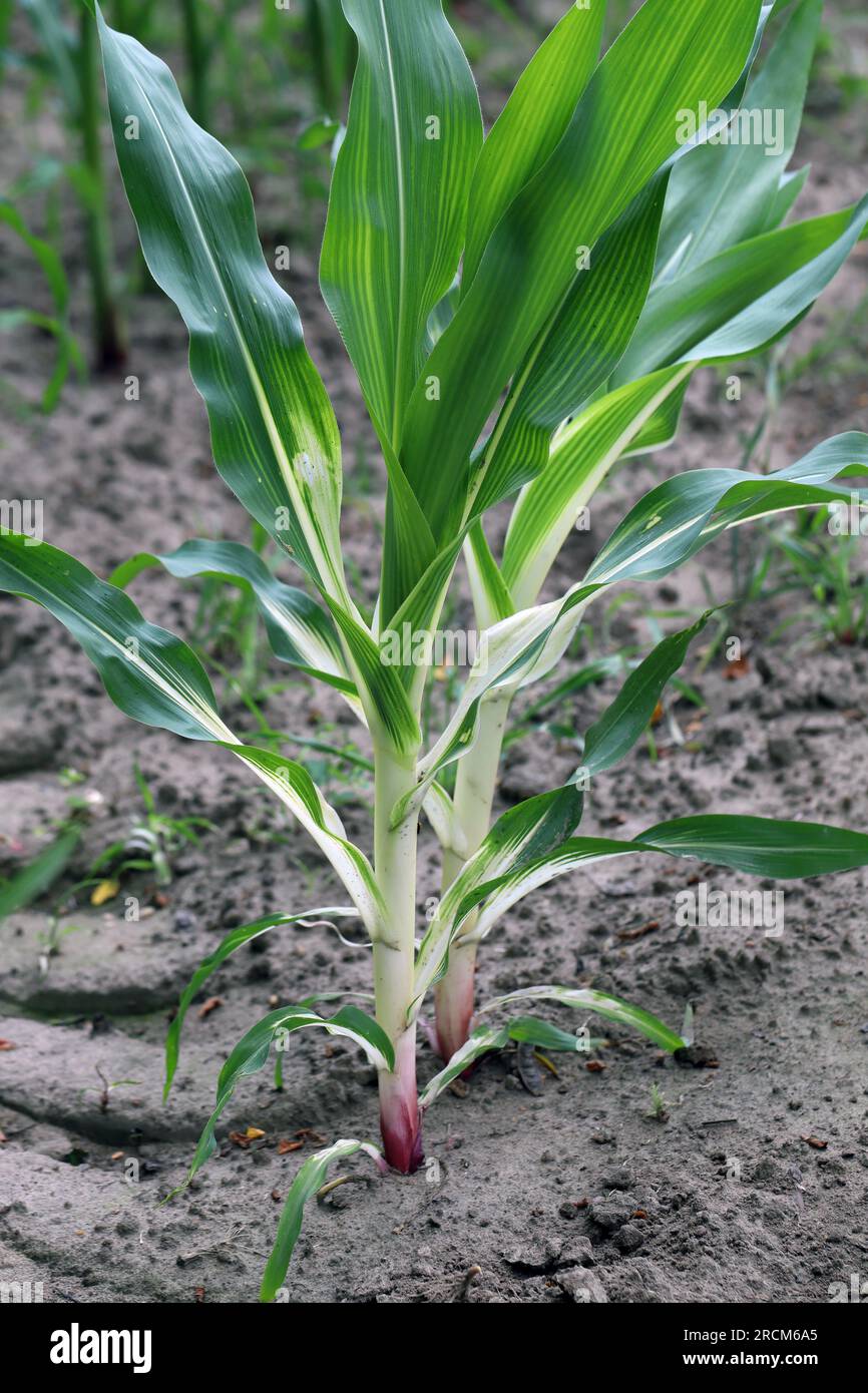 Phytotoxische Wirkung auf die Maispflanze, Verfärbung, Chlorose durch Anwendung des falschen Herbizids. Stockfoto