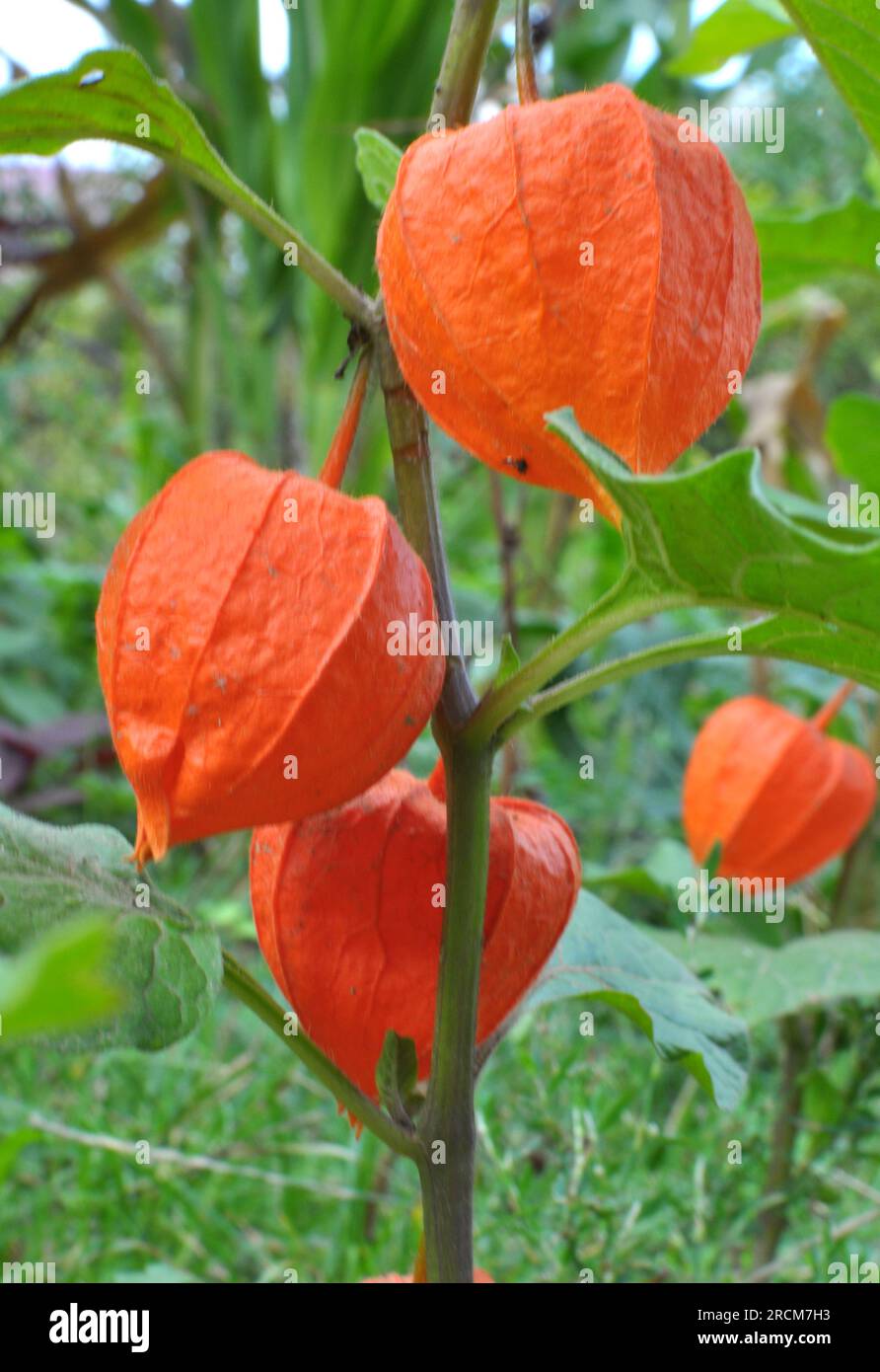 Im Sommer wachsen Physalis aus der Nachtschattenfamilie im Garten Stockfoto