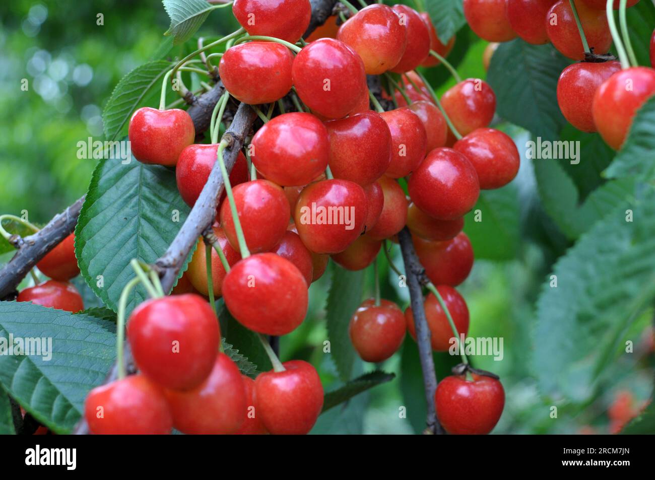 Auf einem Baumzweig, reife rote Beeren, Süßkirsche (Prunus avium) Stockfoto