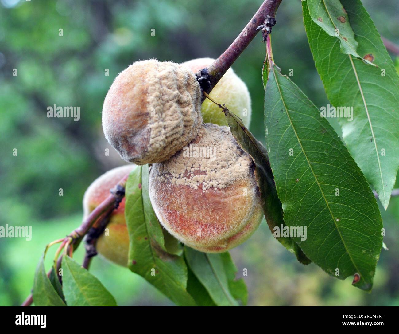 Eine Pfirsichfrucht auf einem Ast ist mit Moniliose infiziert (Monilia cinerea) Stockfoto