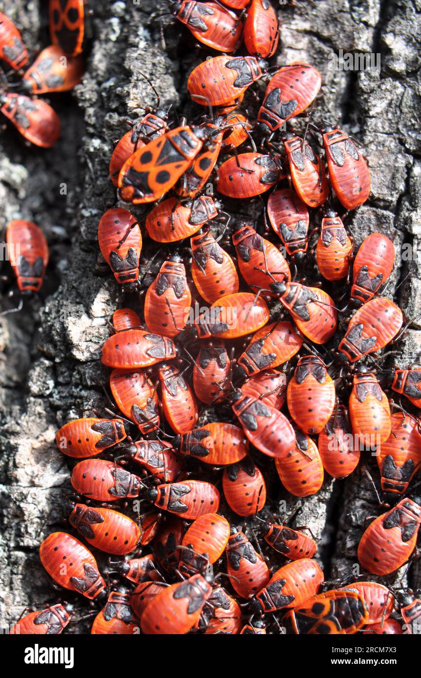 Kolonie von Pyrrhocoris apterus-Käfern in freier Wildbahn auf einem Baumstamm Stockfoto