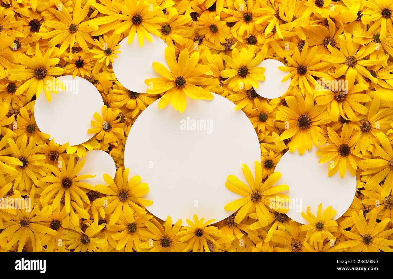 Leuchtend gelbe Blumenwand mit runden, leeren weißen Karten für den Kopierbereich. Stockfoto