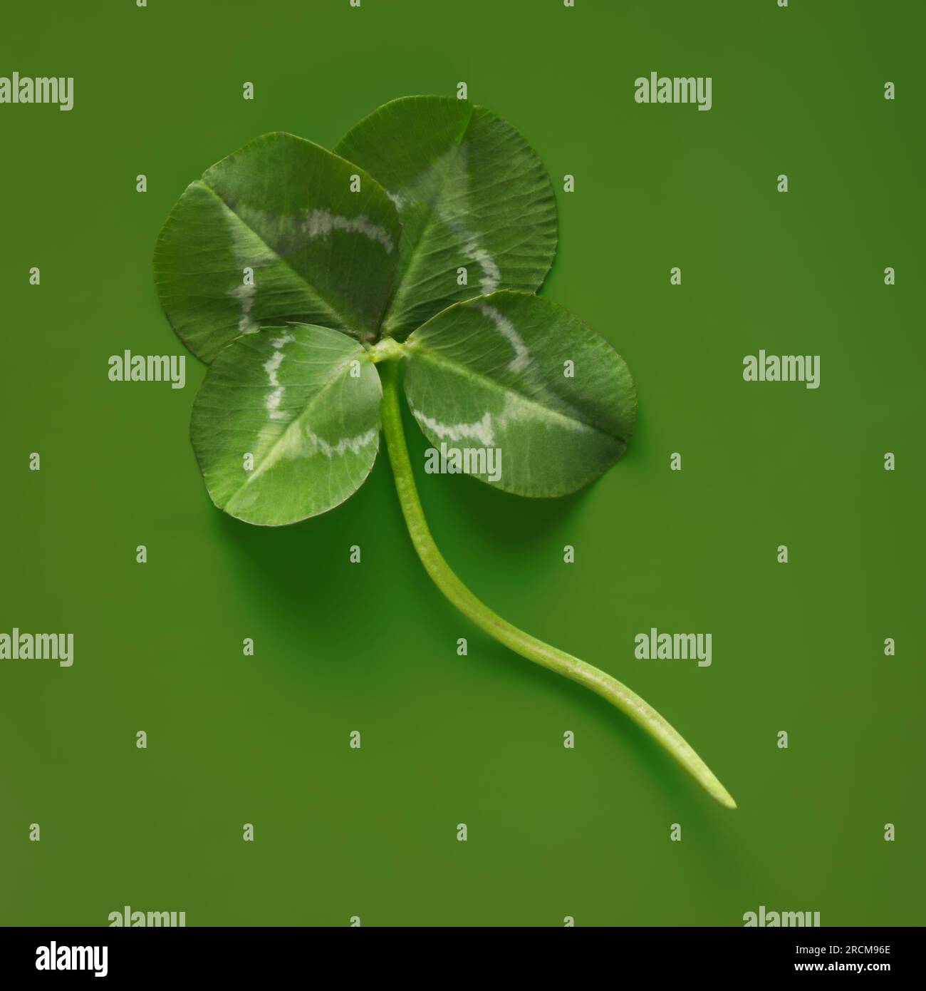 Perfektes 4-Blatt-Klee. Vierblättrige Klee sind selten und symbolisieren Glück oder ein glückliches Shamrock am St. Patrick's Day. Stockfoto