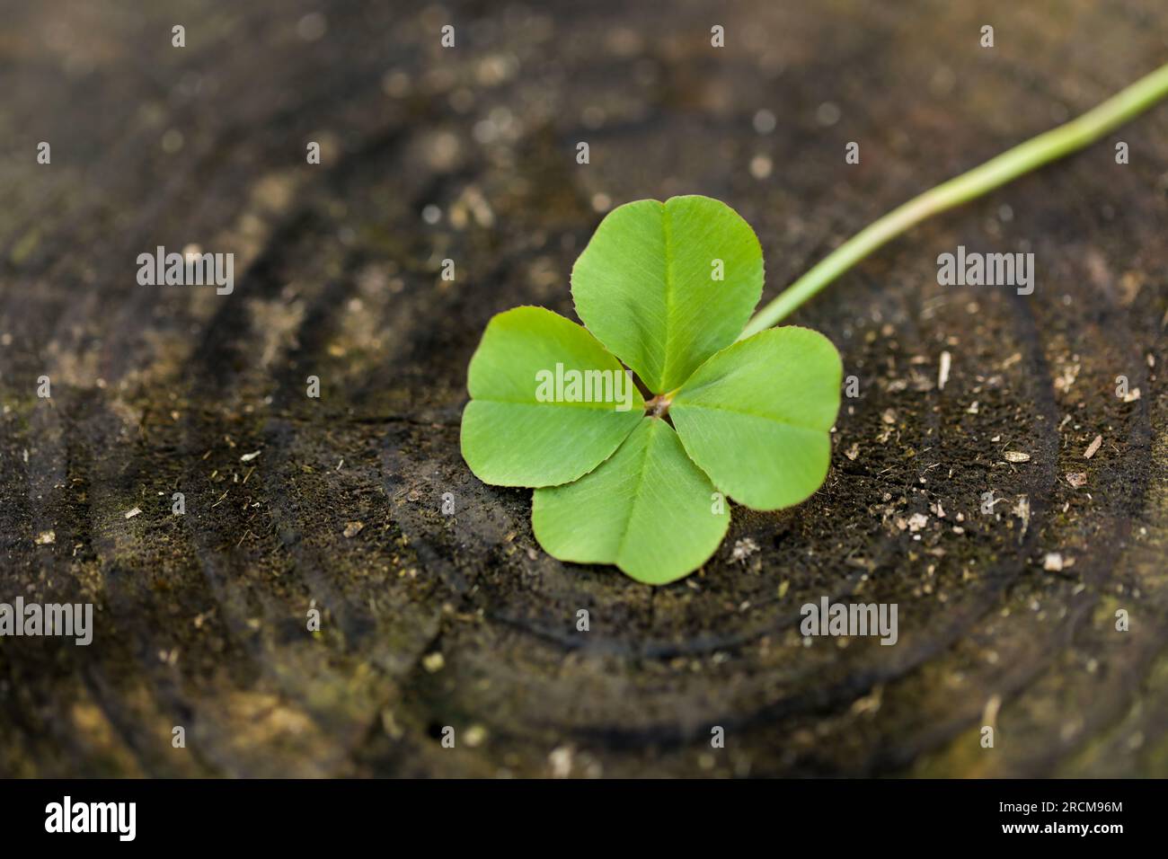 Perfektes 4-Blatt-Klee. Vierblättrige Klee sind selten und symbolisieren Glück oder ein glückliches Shamrock am St. Patrick's Day. Stockfoto