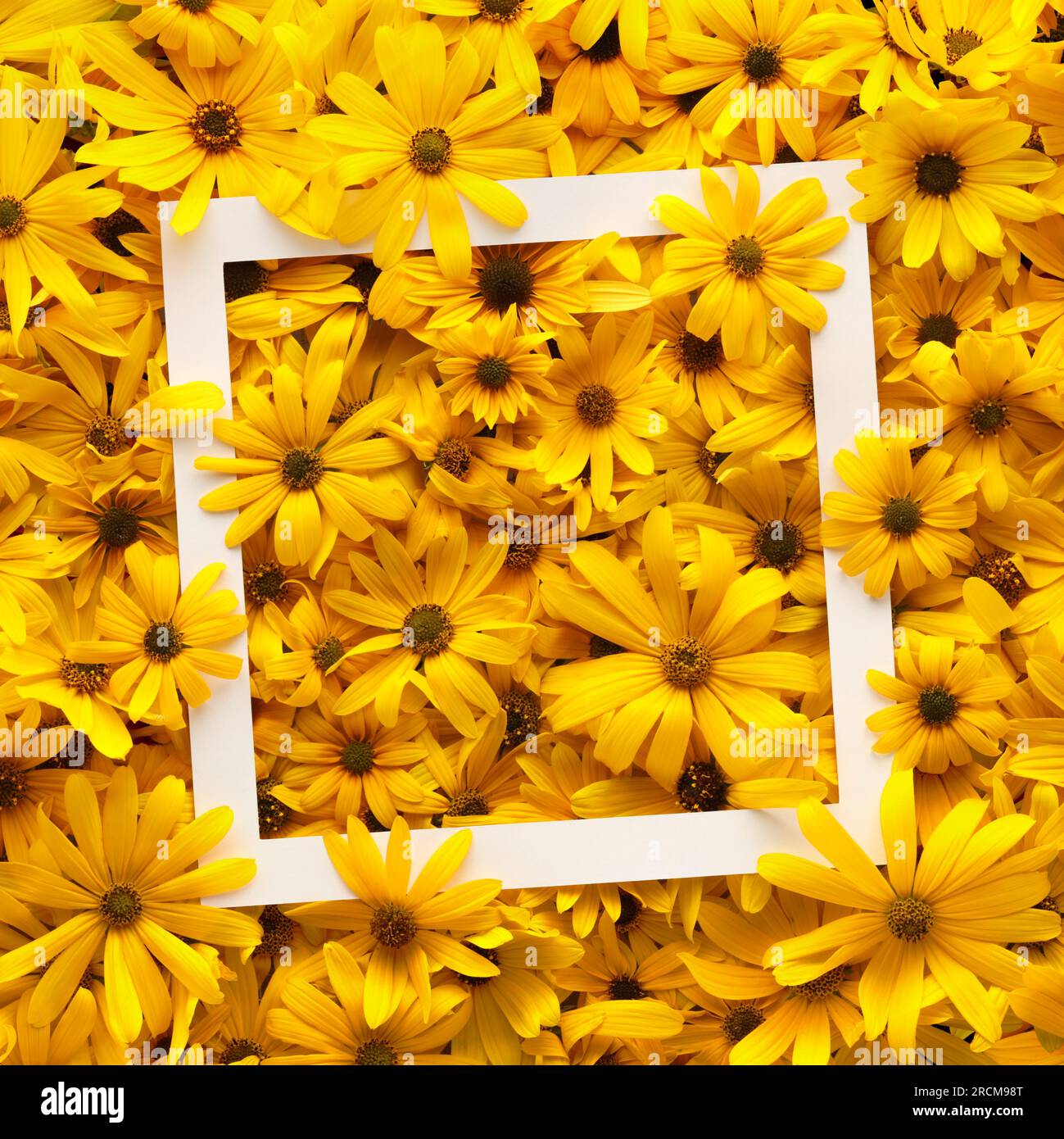 Weißer Rahmen mit hellen und warmen gelben Sommerblumen. Stockfoto