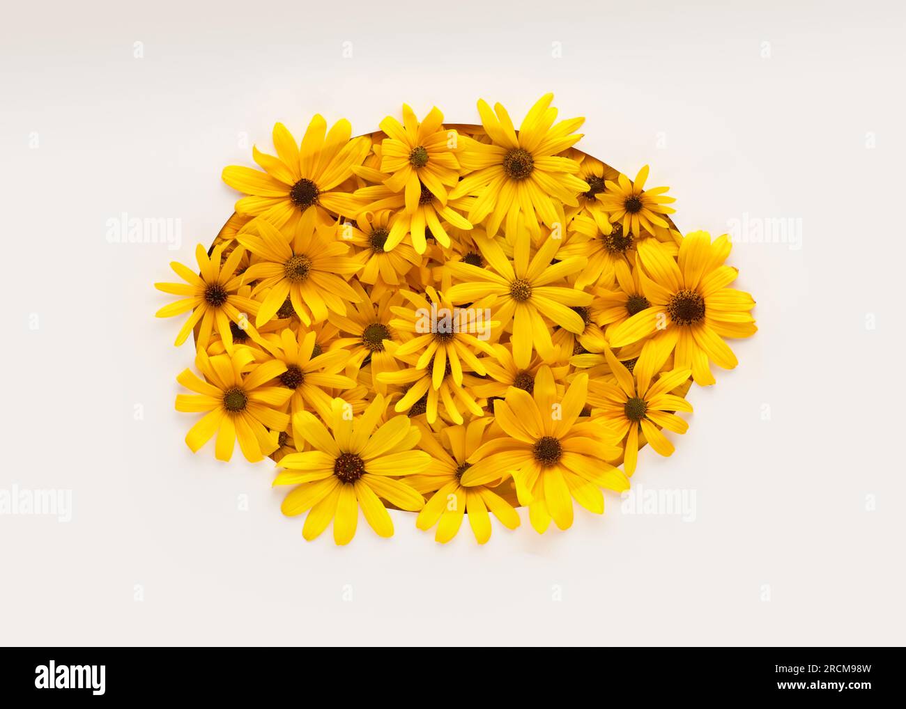 Warme und leuchtend gelbe Sommerblumen erscheinen aus weißem Papier. Stockfoto