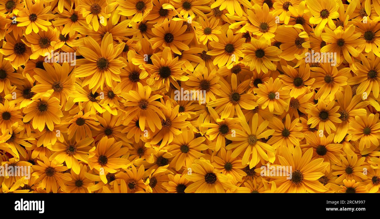 Hintergrund der hellgelben Sommerblumen. Hintergrundbild mit Blumen. Stockfoto