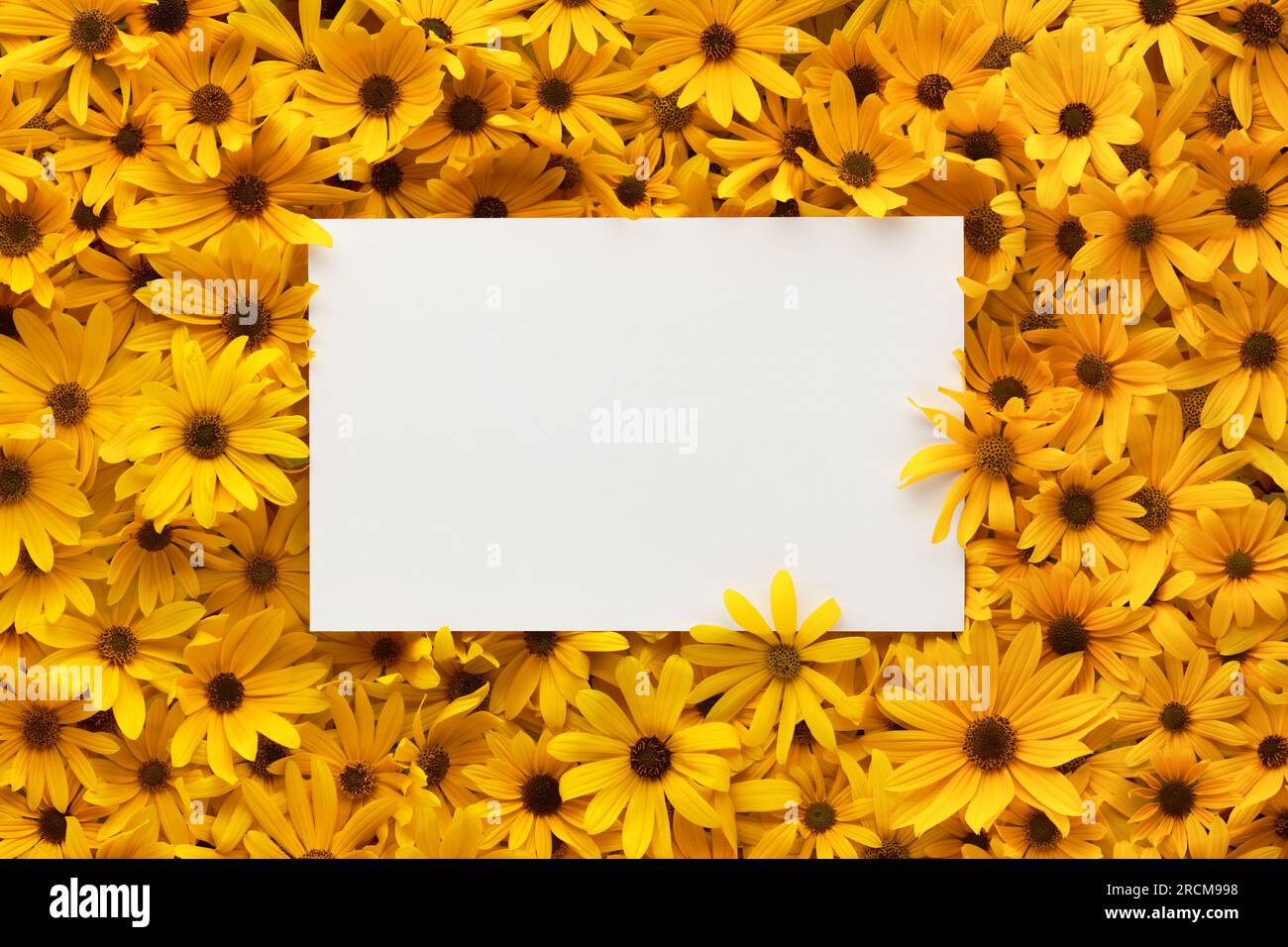 Rahmen aus hellen und warmen gelben Sommerblumen mit leerer weißer Postkarte als Text. Stockfoto