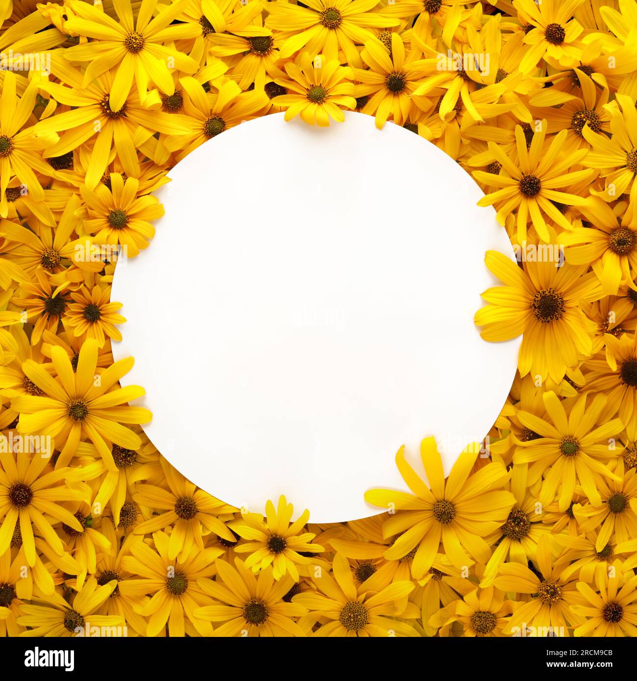 Rahmen aus hellen und warmen gelben Sommerblumen mit leerem weißem Papier als Text. Stockfoto