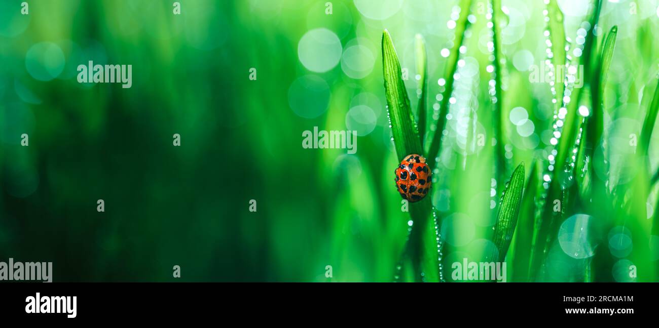 Frisches Frühlingsgras, bedeckt mit Morgentropfen und einem einzigen roten Marienkäfer oder Marienkäfer. Lebendige Farben mit flachem freiheitsgrad und glänzenden Wassertropfen. Anzeigen Stockfoto