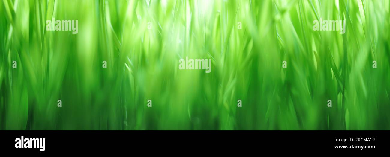 Nahaufnahme von frischem grünen Gras mit flachem freiheitsgrad. Hellgrüner Naturhintergrund oder Hintergrundbild. Stockfoto