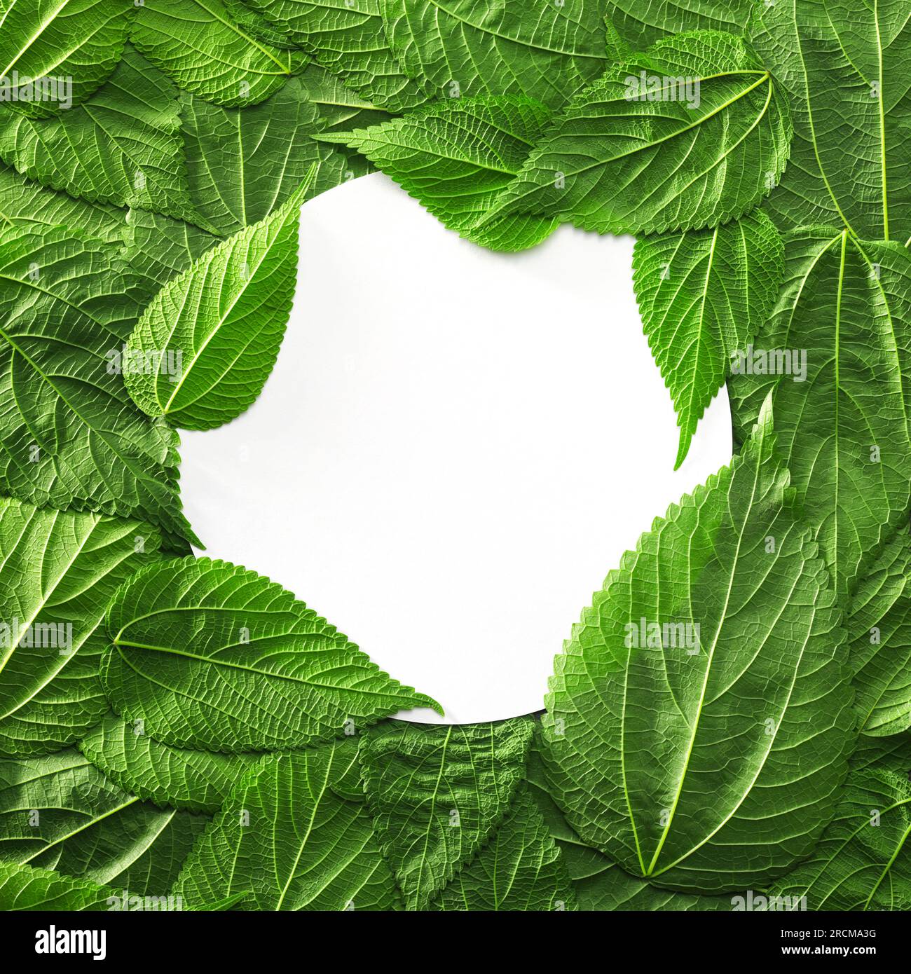 Blatthintergrund mit hellgrünen Pflanzenblättern. Umweltfreundlicher Hintergrund oder Earth Day Hintergrund mit leerer weißer Karte für Kopierbereich oder Produktpl Stockfoto