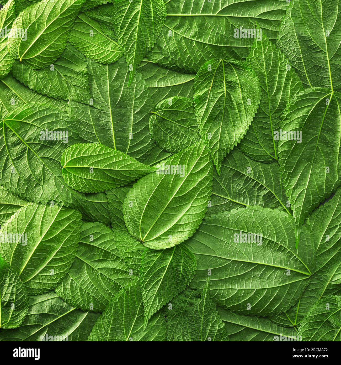 Blatthintergrund mit hellgrünen Pflanzenblättern. Umweltfreundlicher Hintergrund oder Hintergrund des Earth Day. Stockfoto