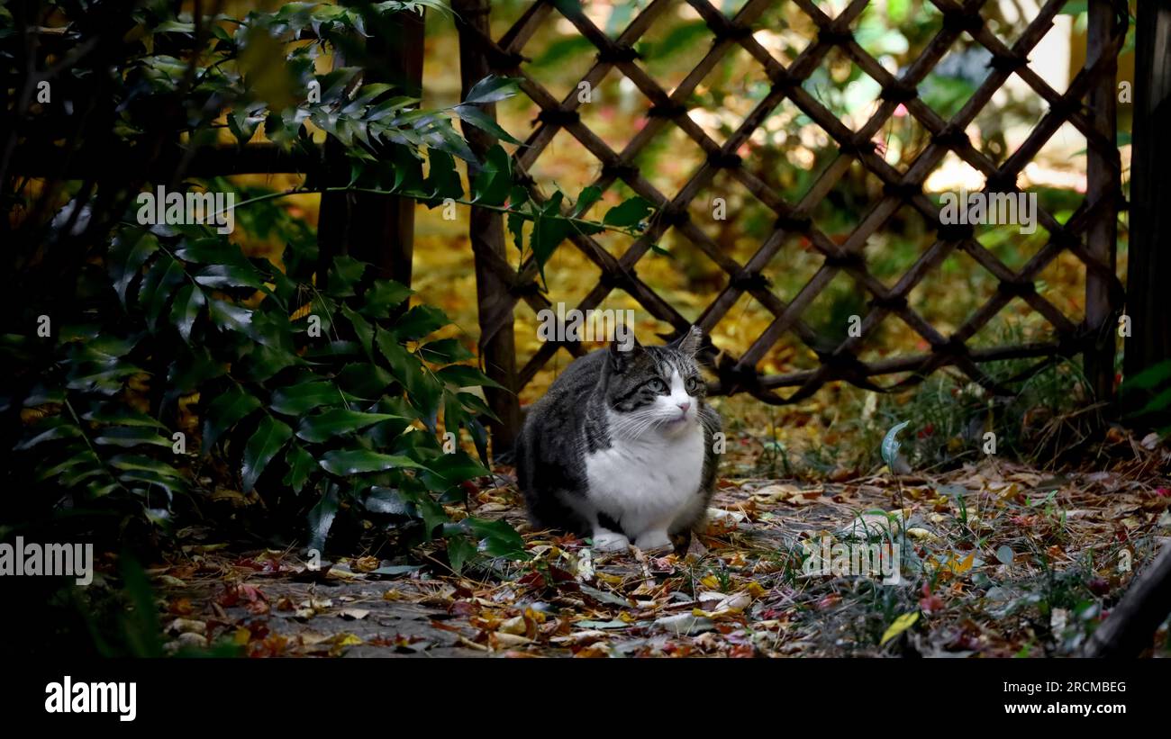 Eine Katze, die in einer Ecke eines Herbstparks sitzt Stockfoto