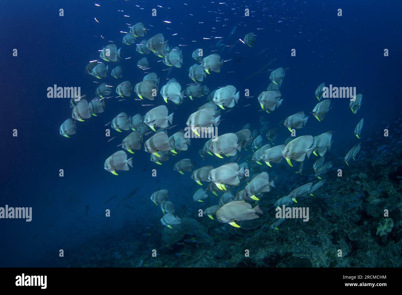 Longfin-Batfische schwimmen in der Scholle. Longfin Spadefish während des Tauchgangs in Raja Ampat. Meereslebewesen in Indonesien. Stockfoto