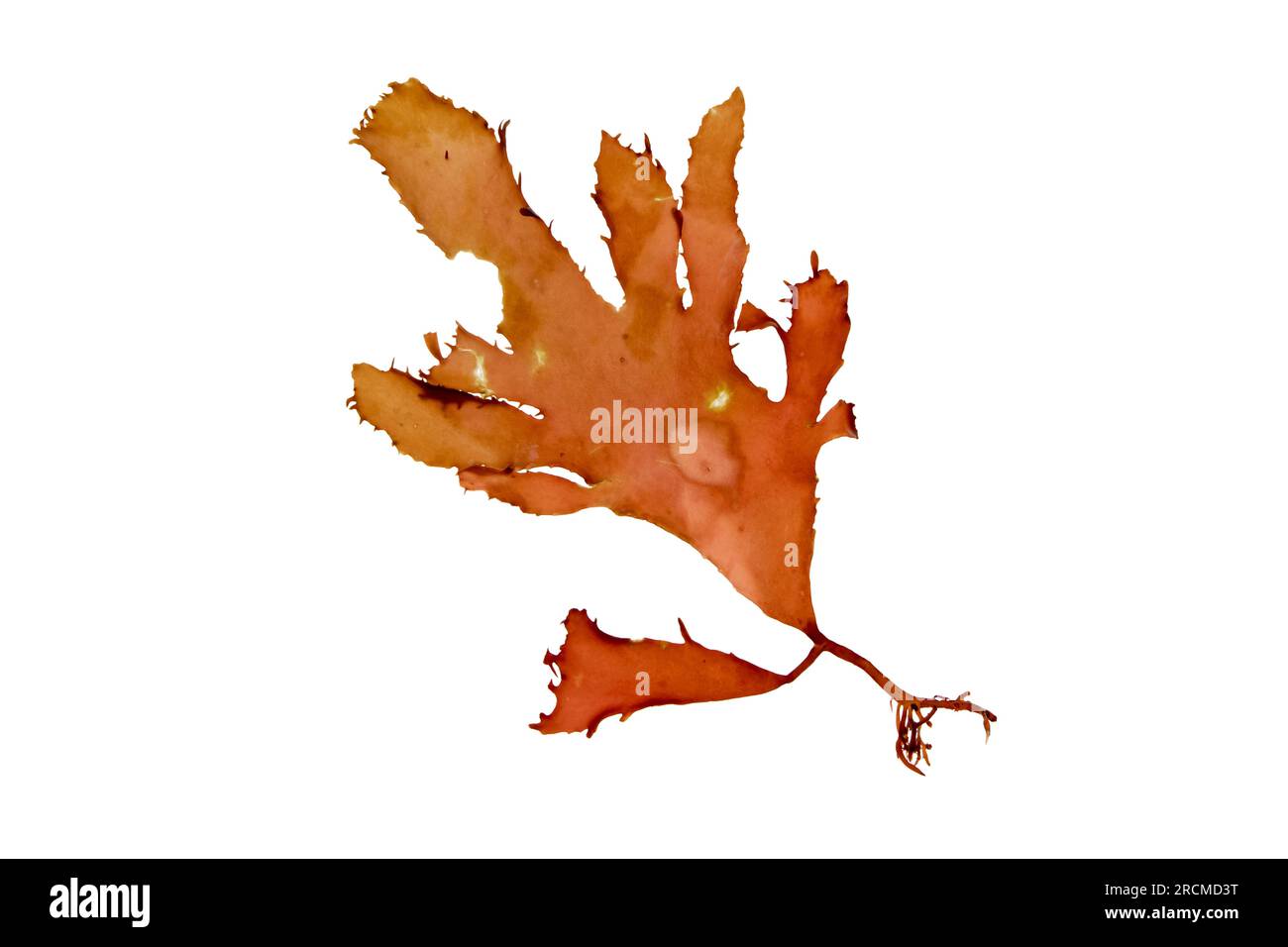 Polyneura laciniata oder Erythroglossum laciniatum-rote Alge, isoliert auf weiß. Flacher Zunge-Algenzweig. Stockfoto