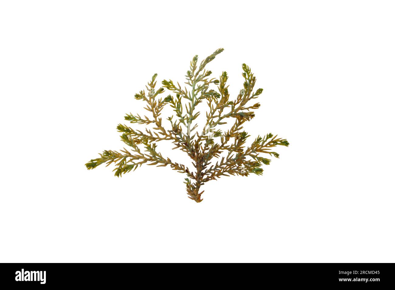 Ericaria selaginoides oder Cystoseira tamariscifolia-Braunalge, isoliert auf weiß. Buschiges Rainbow Wrack Seetang mit leuchtend schillernden Spitzen. Stockfoto