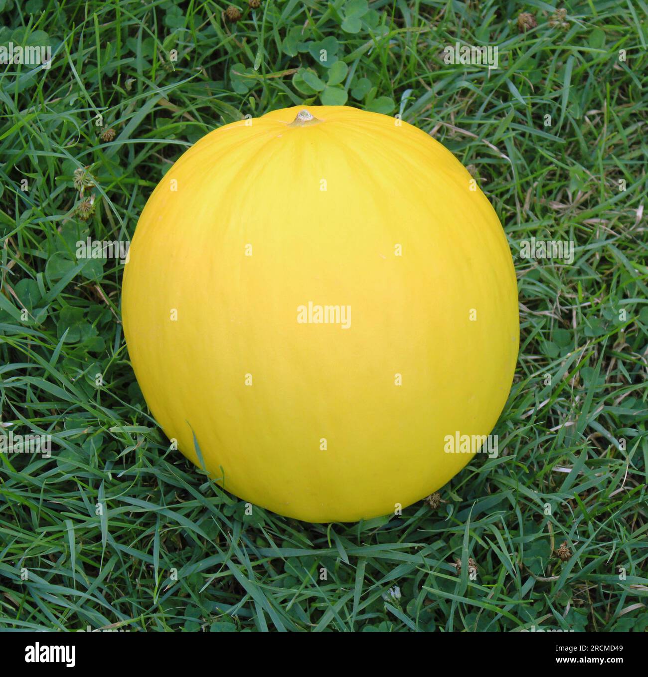 Eine große runde, leuchtend gelbe goldene Honigtau-Melone Stockfoto