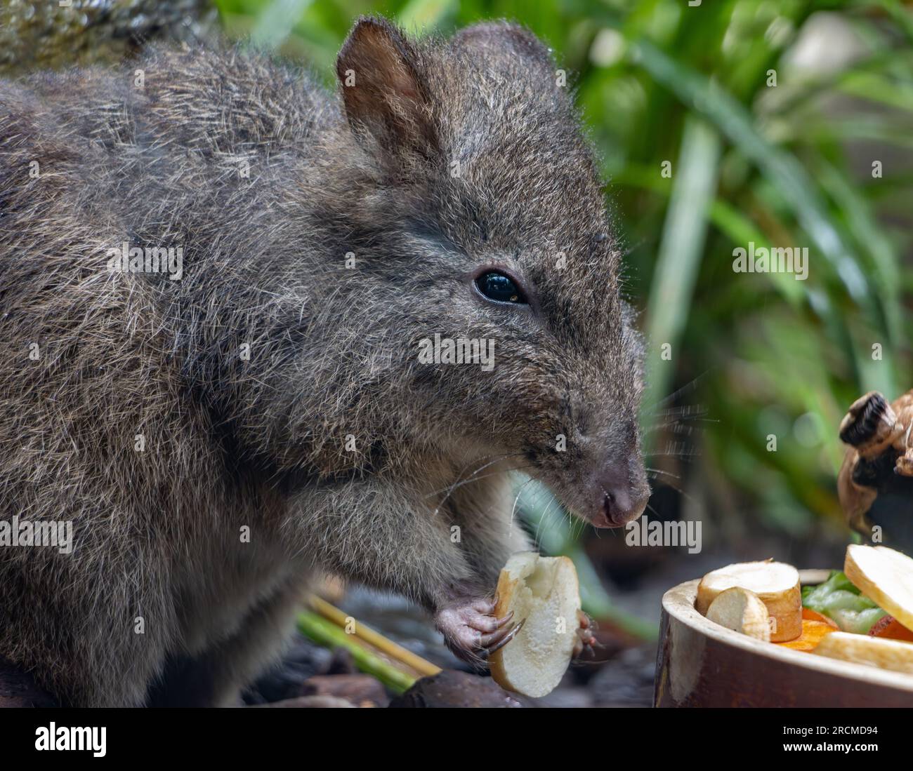 Ein Longnasiger Potoroo - Potoröser Tridaktylus, füttert sich Stockfoto