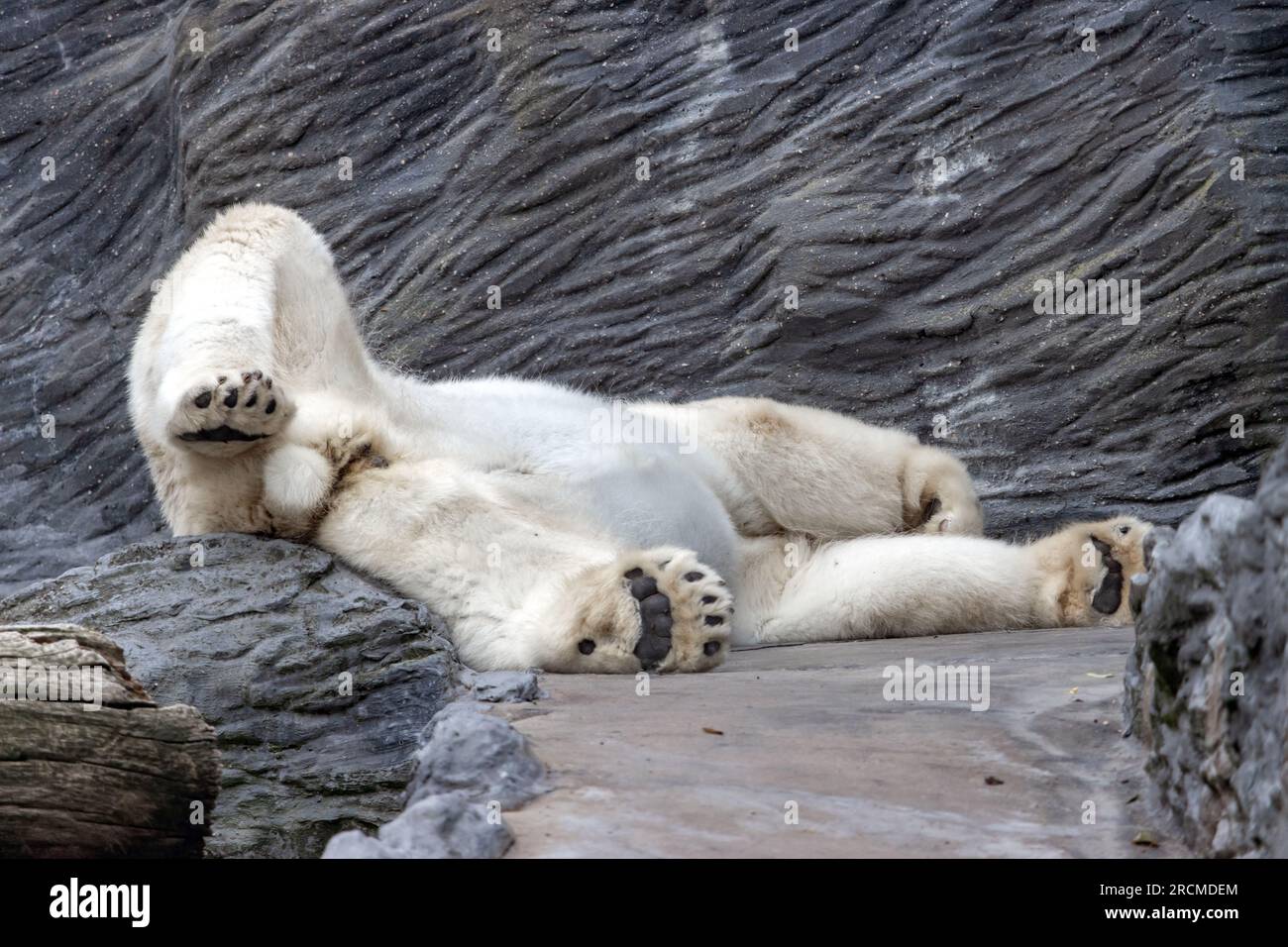 Ein Eisbär liegt auf dem Rücken auf einem Felsen Stockfoto