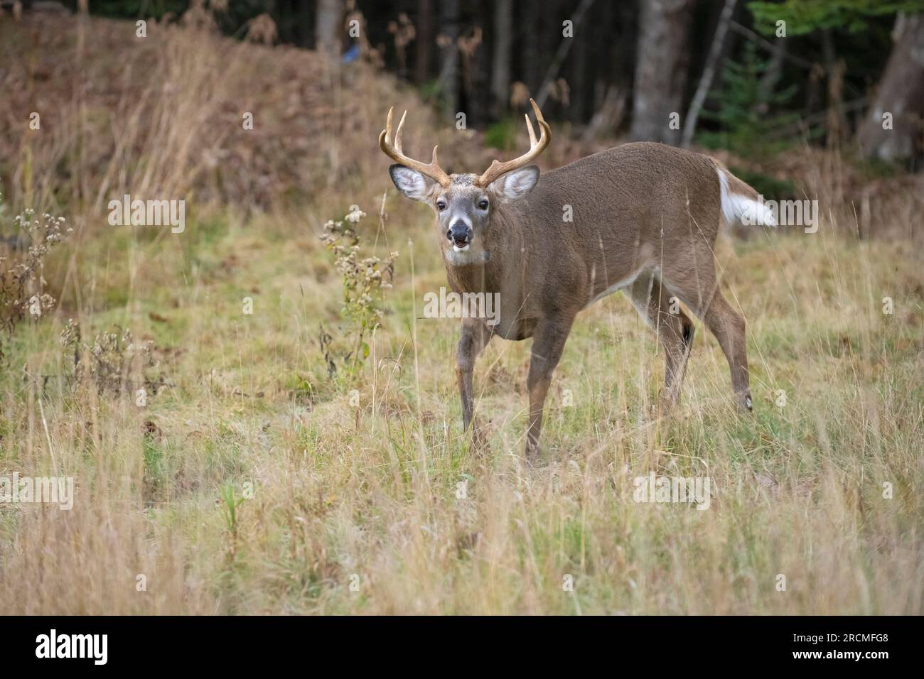Weißwedelhirsche (Odocoileus virginianus). Reifen Buck während der Paarungszeit. Acadia National Park, Maine, USA. Stockfoto