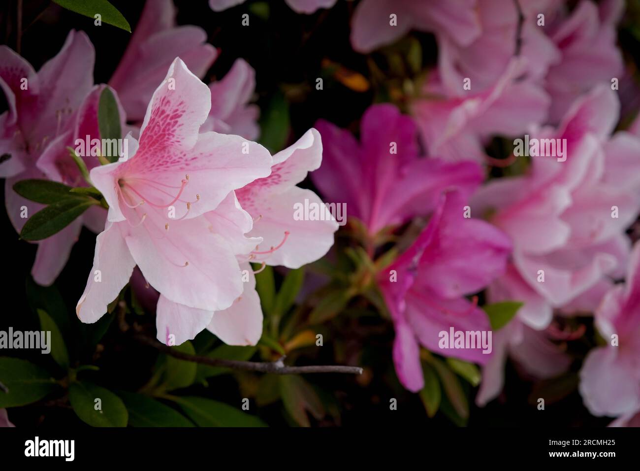 Auffällige pinkfarbene Azaleen mit gepunkteten polk-Blütenblättern Stockfoto