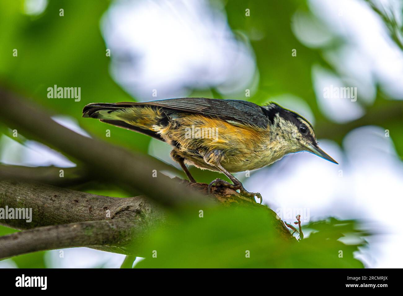 Rotbrustnuthatch. Er saß auf einem Ahornbaum und riss Würmer aus der Rinde des Baumes. Stockfoto Rotbrustnuthatch. Er saß auf einem Ahornbaum und riss Würmer aus der Rinde des Baumes. Stockfoto