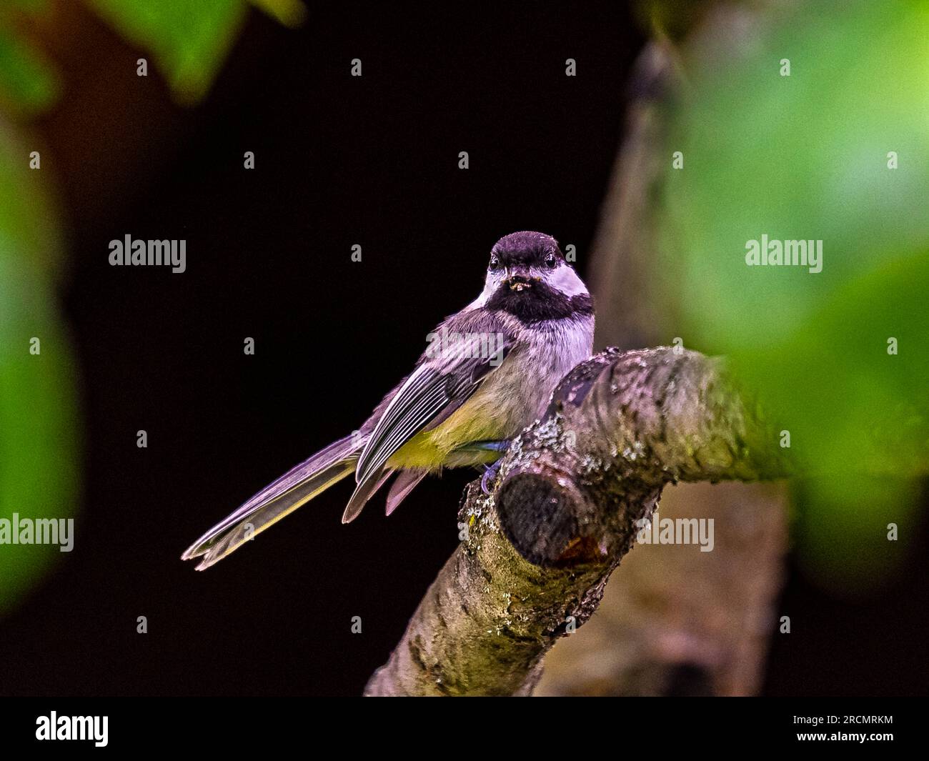 Chickadee mit schwarzer Kappe. Sie kommen, indem sie auf Bäumen sitzen, zwischen den Blättern, sich an den Ästen ernähren. Stockfoto Chickadee mit schwarzer Kappe. Sie kommen, indem sie auf Bäumen sitzen, zwischen den Blättern, sich an den Ästen ernähren. Stockfoto