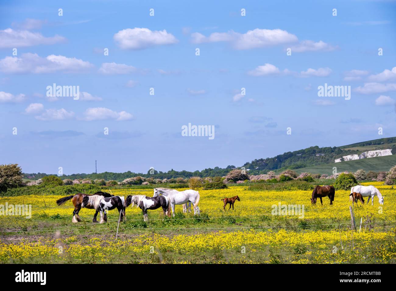 Im Frühling in Rodmell herumzulaufen, East Sussex, England, Pferde auf einem Feld voller Butterblumen Stockfoto