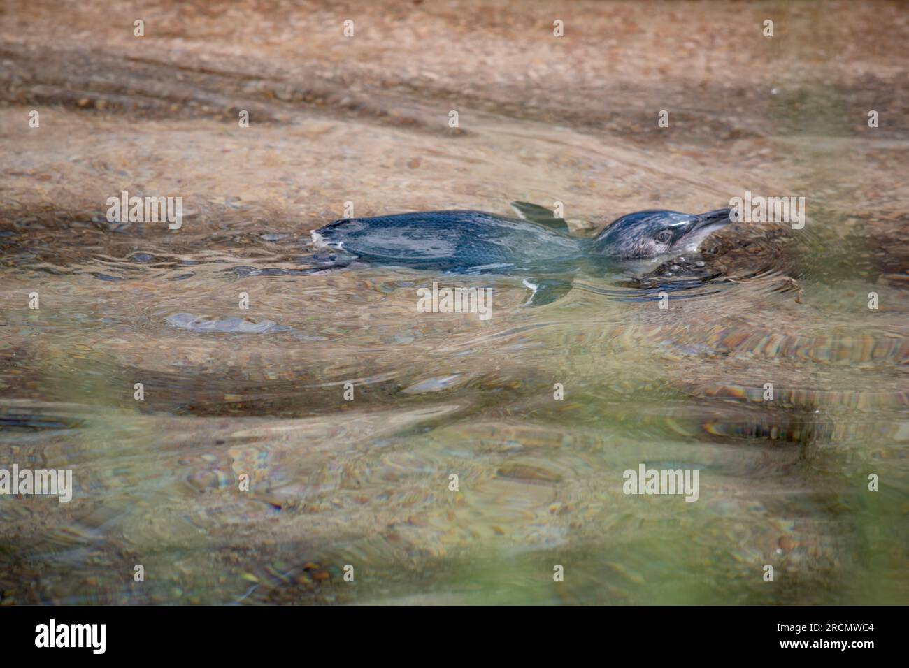 Feenpinguine sind die kleinsten Pinguine der Welt und die charakteristische Schieferblau- oder Indigo-Blau-Färbung der Federn auf der Oberseite des Stockfoto