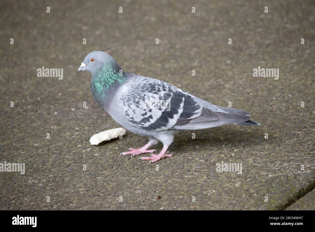Die wilde Taube ist ein Schädling in Australien Stockfoto