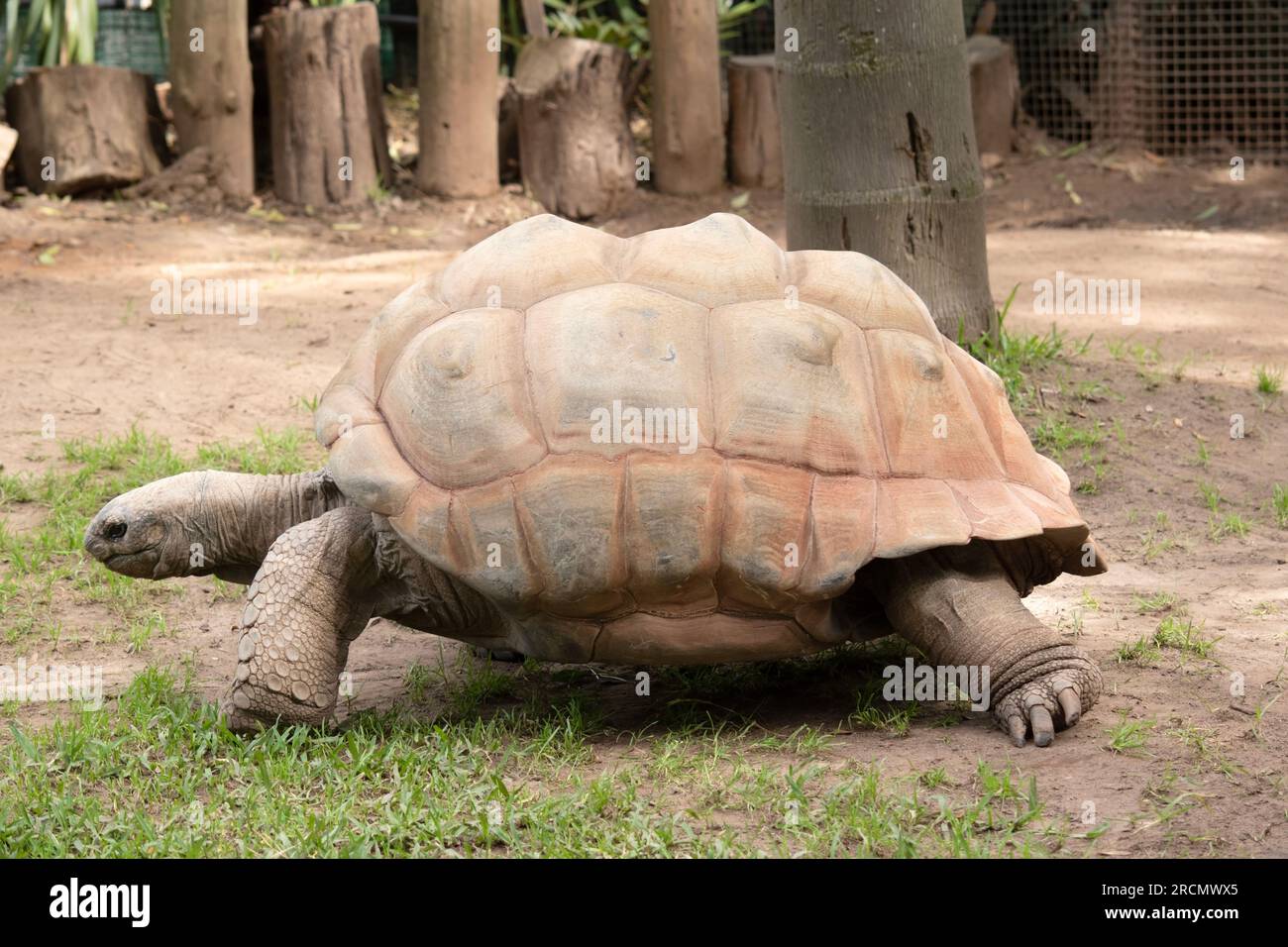 Aldabra Riesenschildkröten sind hauptsächlich am frühen Morgen und am späten Abend aktiv und verbringen den Rest des Tages in Höhlen oder im Schwamm Stockfoto