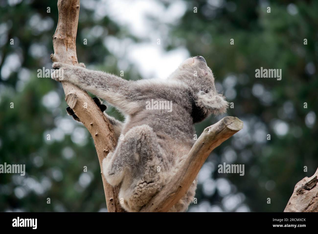 Der Koala hat eine große schwarze Nase, eine rosa Unterlippe und ein graues Gesicht mit weißen, flauschigen Ohren Stockfoto