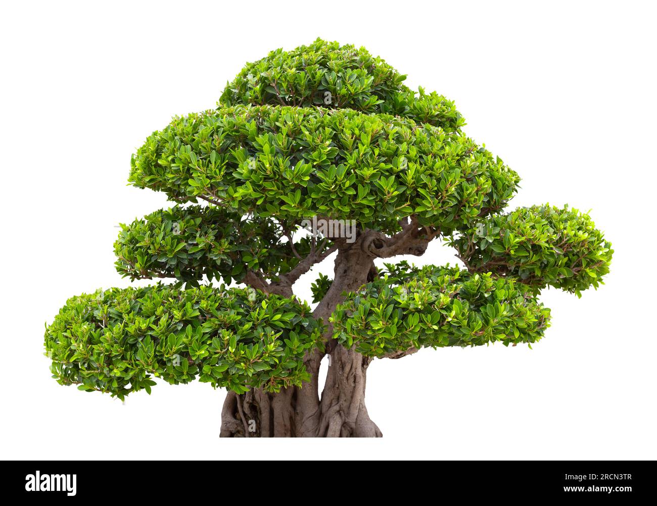 Ficus Bonsai ist eine Pflanze oder ein Baum, die/der auf weißem Hintergrund isoliert ist. Beschneidungspfad speichern. Stockfoto