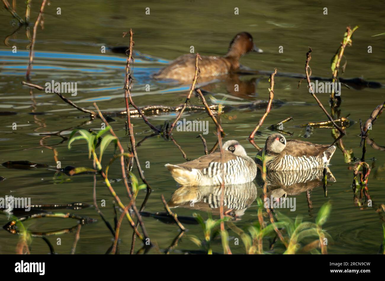 Rosafarbene Ente, Malacorhynchus membranaceus, Zebraente, Zebra Teal, Wild, Hasties Swamp NP, Nyletta Wetlands, Atherton Tablelands, Australien. Stockfoto