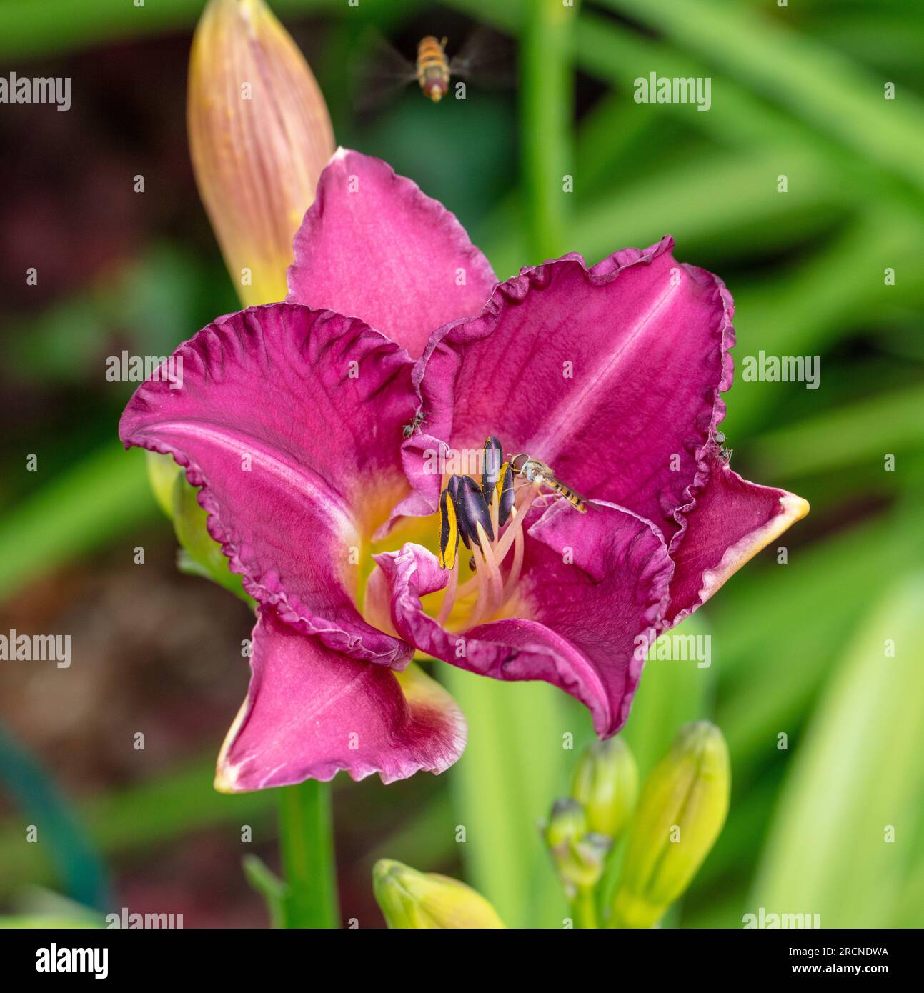 "Einklemmung" Daylily, Daglilja (Hemerocallis) Stockfoto
