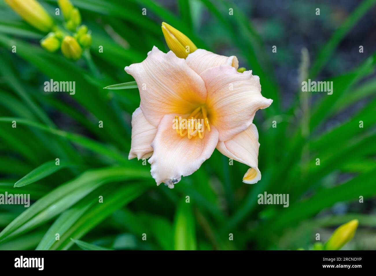 Miniperle, Daglilja (Hemerocallis) Stockfoto