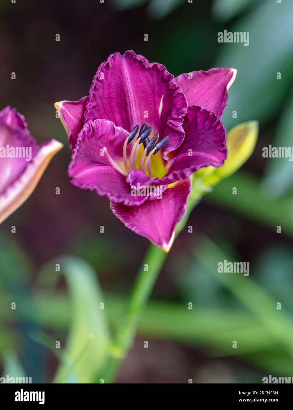 "Einklemmung" Daylily, Daglilja (Hemerocallis) Stockfoto