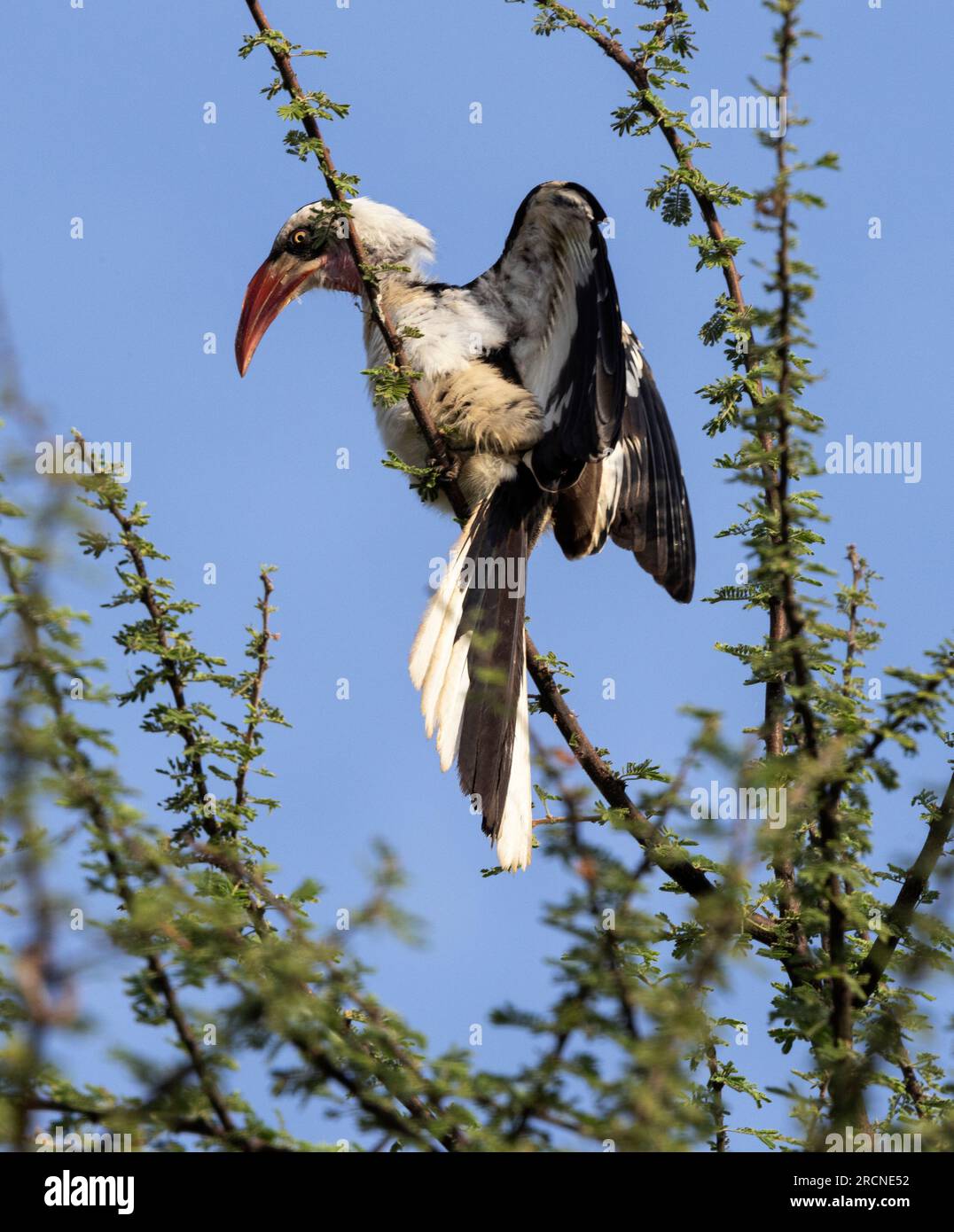 Ein Ruaha Red-Billed Hornbill gibt ein lautes Schauspiel, bekannt als Tupfen oder Kopf-nach-unten-Kackeln. Diese Darstellungen stammen von den Baumkronen. Stockfoto