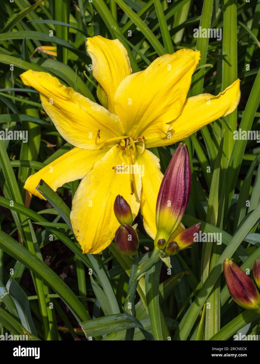 "Big Bird" Daylily, Daglilja (Hemerocallis) Stockfoto