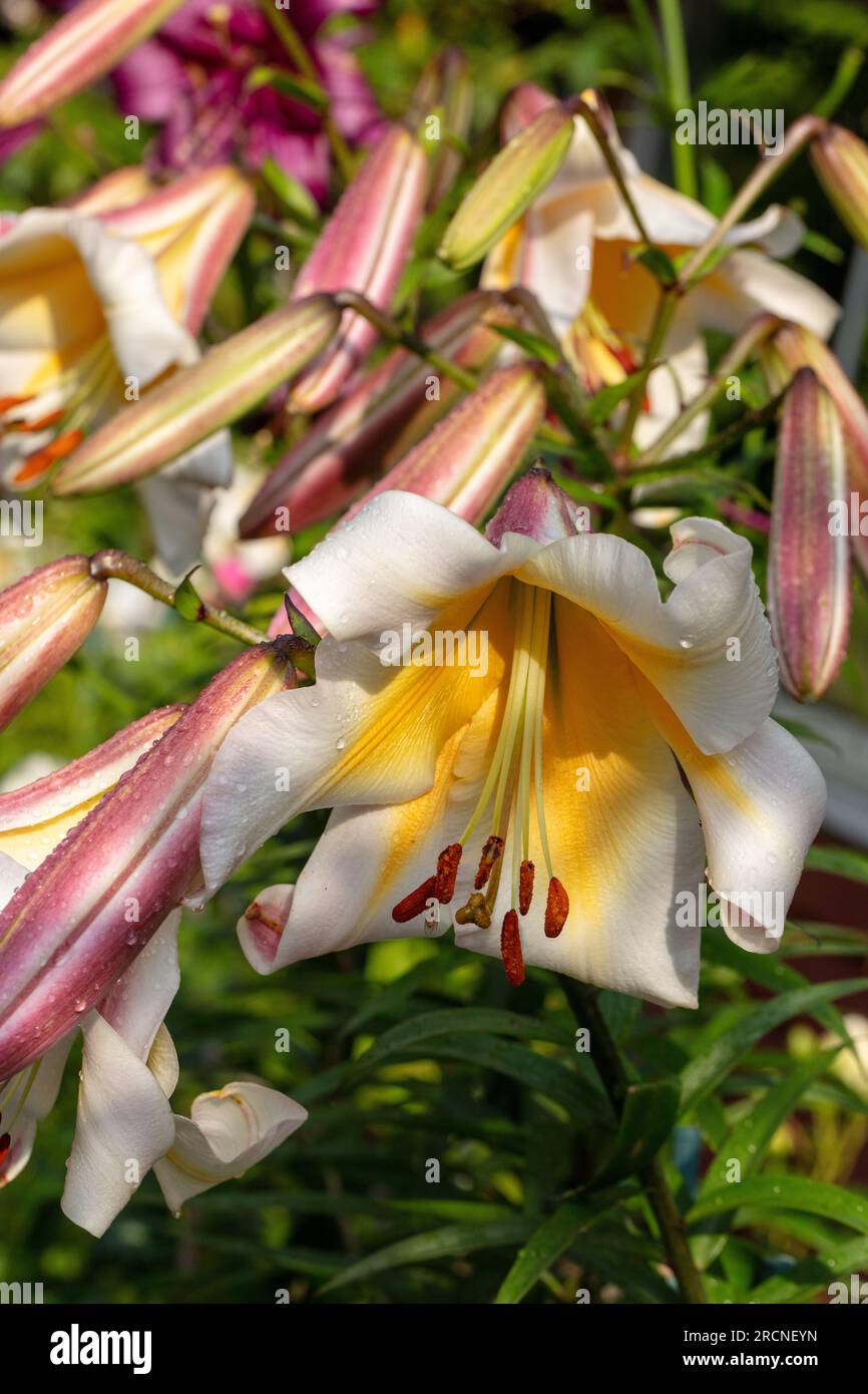 „Miss eigenartige“ Wolkenkratzerlilie, Trädlilja (Lilium-Hybrid) Stockfoto