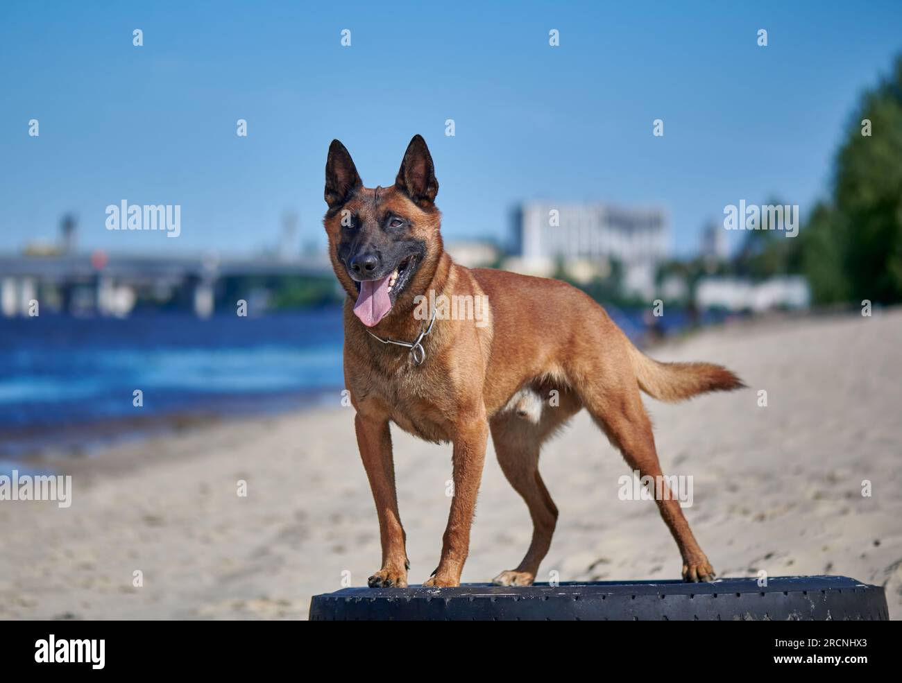 Porträt eines malinois-belgischen Schäferhundes am Strand Stockfoto