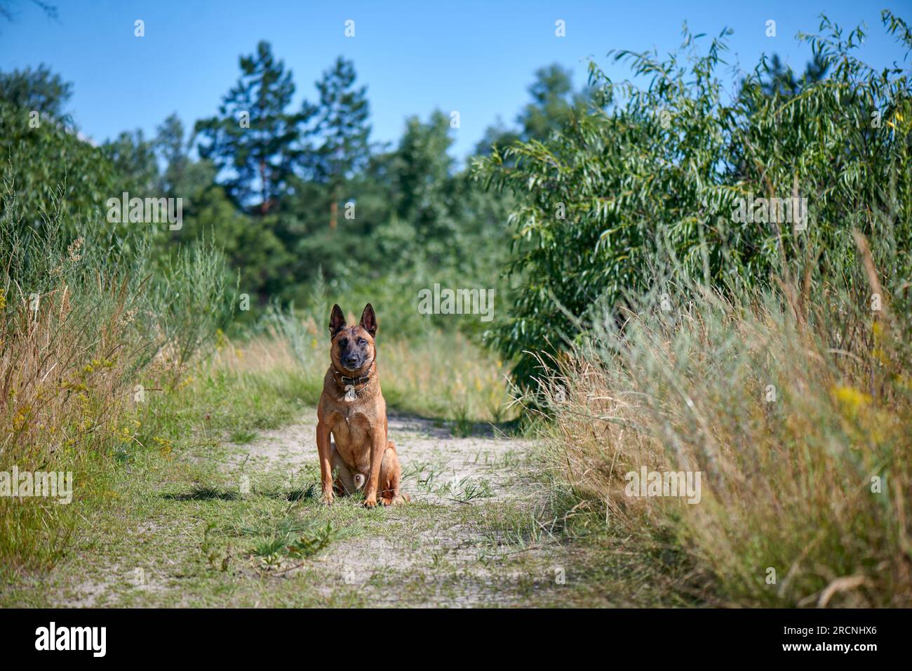 Porträt eines belgischen Hirten Malinois, der auf einer Landstraße sitzt Stockfoto
