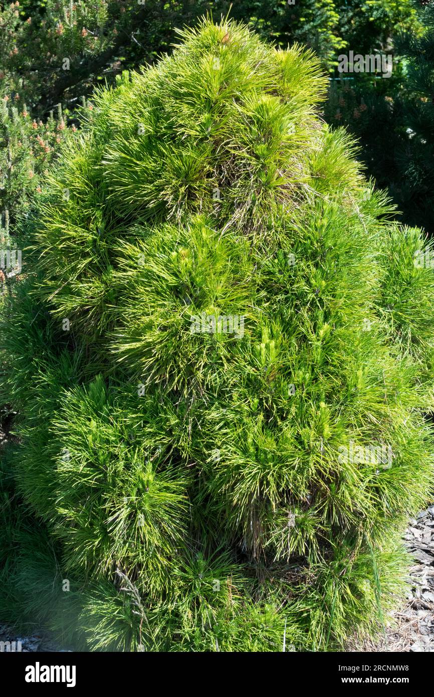 Black Pine, Pinus nigra „globosa Viridis“, früher als Pinus sylvestris „globosa Viridis“ bezeichnet Stockfoto