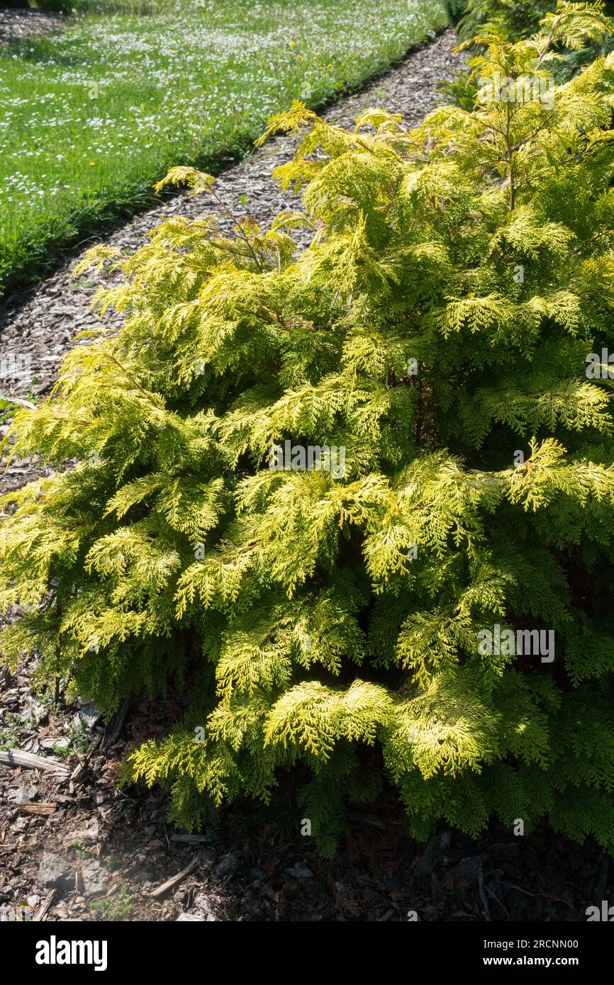 Port Orford Cedar, Chamaecyparis lawsoniana, Lawson Cypress, Garden, Cultivar, Port Orford Cypress Chamaecyparis lawsoniana „Mini Nova“ Stockfoto