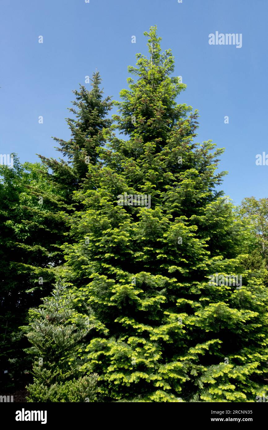 Grand Fir Tree Abies Grandis Stockfoto