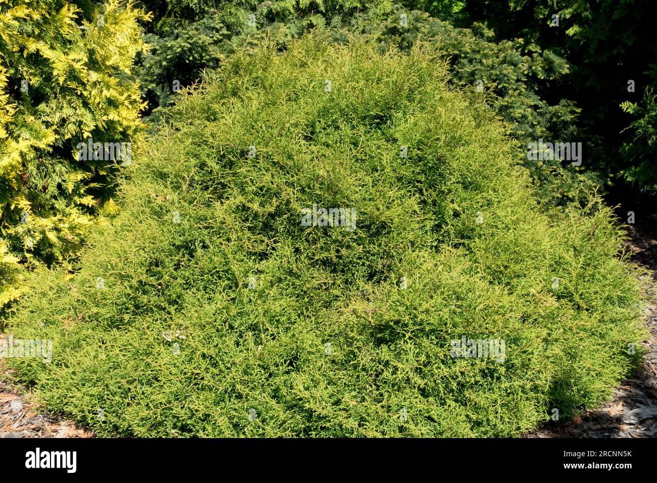 White Cedar, American Arborvitae, Tree, Thuja occidentalis „Linesville“, Compact, Nadelbäume, Evergreen, Laub Stockfoto